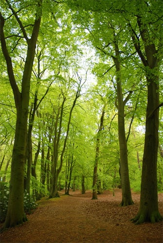 Forêt de bois de couleur des Hauts — Wikipédia