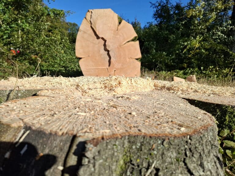 « Vis ma vie de bûcheron » le 23 octobre 2024 en forêt de Crécy-en-Ponthieu