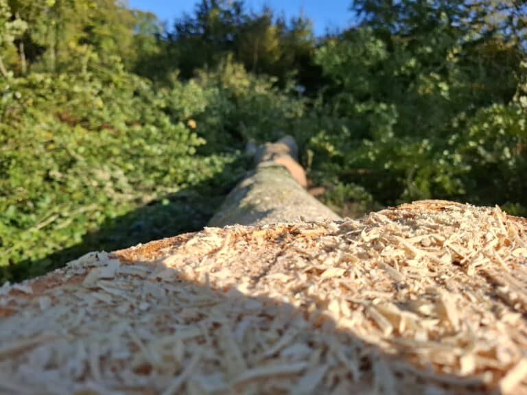 « Vis ma vie de bûcheron » le 23 octobre 2024 en forêt de Crécy-en-Ponthieu